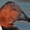 Canvasback